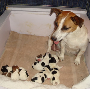 Elsie and Puppies